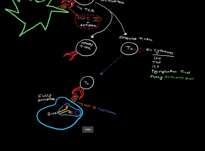 <ul><li><p>Secreted molecules called cytokines:</p></li></ul><ol><li><p>IFN</p></li><li><p>TNF</p></li><li><p>IL2</p></li><li><p>T+ Replication T-Cells</p></li></ol><ul><li><p>These cytokines fully activate B-Cells</p></li></ul><p></p>