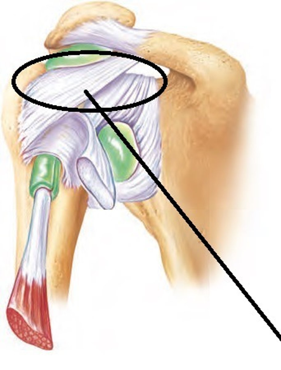 <p>strengthens the upper part of the joint capsule</p>