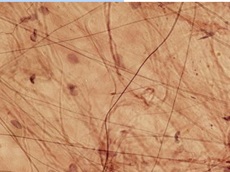 <p><span>Identify the indicated tissue.</span></p>