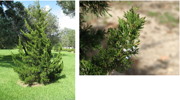 <p> Canaert Juniper (J. v)</p>