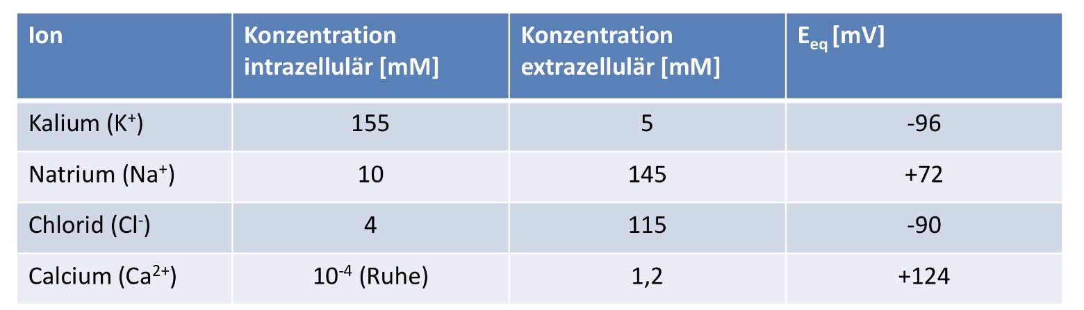 <p>Welche Änderung des Membranpotentials erwarten Sie von</p><p>1. der Öffnung von Kalium-Kanälen?</p><p>2. der Öffnung von Natrium-Kanälen?</p><p>3. der Öffnung von Chlorid-Kanälen?</p><p>4. der Öffnung von Calcium-Kanälen?</p><p></p>