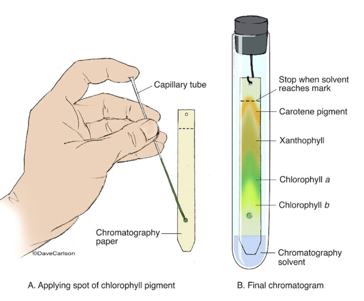 <p><span style="line-height: 1.5;">42. When performing paper chromatography on plant pigments, which observation correctly explains the separation of pigments?</span></p><p><span style="line-height: 1.5;">A. All pigments remain at the origin because they have the same solubility in the solvent.</span></p><p><span style="line-height: 1.5;">B. Pigments separate based on differences in solubility and affinity for the paper, with more soluble pigments traveling farther.</span></p><p><span style="line-height: 1.5;">C. Pigments move randomly on the paper, so their position has no relation to chemical properties.</span></p><p><span style="line-height: 1.5;">D. Pigments separate only because of gravity pulling heavier molecules downward.</span></p>