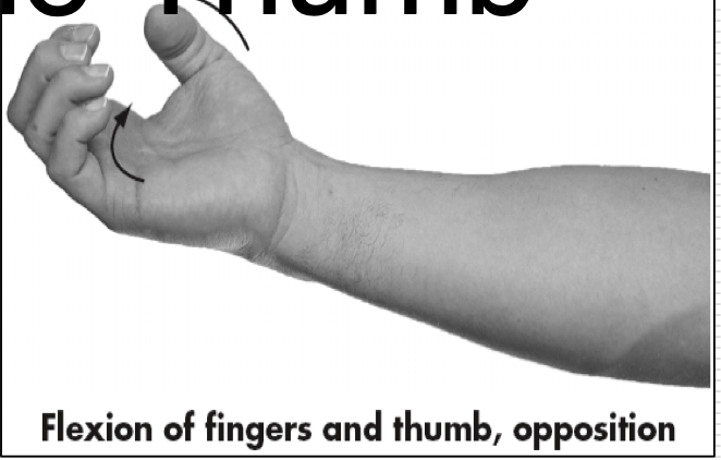 <p>Movement of thumb across palmar aspect to oppose any or all of the phalanges </p>