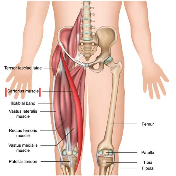 <ul><li><p>the longest muscle in the human body </p></li><li><p>part of the anterior compartment along with quadriceps femoris</p></li><li><p>has an oblique course; arising from the anterior superior iliac spine, crossing to the medial side of the thigh, and inserting on the medial side of the proximal tibia</p></li><li><p>flexes, abducts, and externally rotates the thigh, internally rotates the leg</p></li></ul><p></p><p>origin → anterior superior iliac spine (ASIS)</p><p>insertion → proximal end of tibia below medial condyle (via pes anserinus)</p><p>action → thigh flexion, abduction, and external rotation at the hip joint; leg flexion and internal rotation at the knee joint</p><p>innervation → femoral nerve (L2-L3)</p><p>blood supply → proximal third: branches of femoral artery, deep femoral artery, artery of quadriceps, lateral circumflex femoral artery</p><p>→ middle third: branches of femoral artery</p><p>→ distal third: branches of femoral and descending genicular arteries</p>