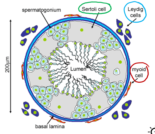<p></p><ul><li><p>germ cells → least mature cells</p><ul><li><p>singular = spermatogonium, plural = spermatogonia</p></li><li><p>the stem cells of the testes</p></li></ul></li><li><p>myoid cells → smooth muscle</p></li><li><p>sertoli cells</p></li><li><p>leydig cells</p></li></ul><p></p>