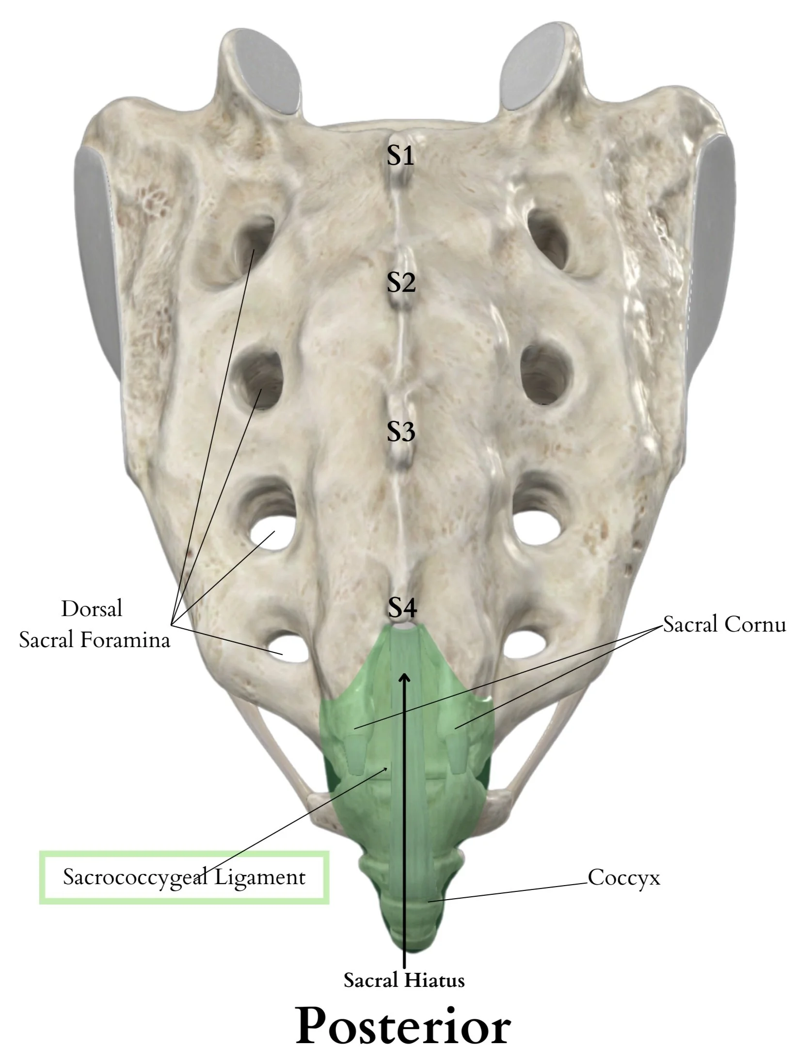<p>Sacral Hiatus</p>