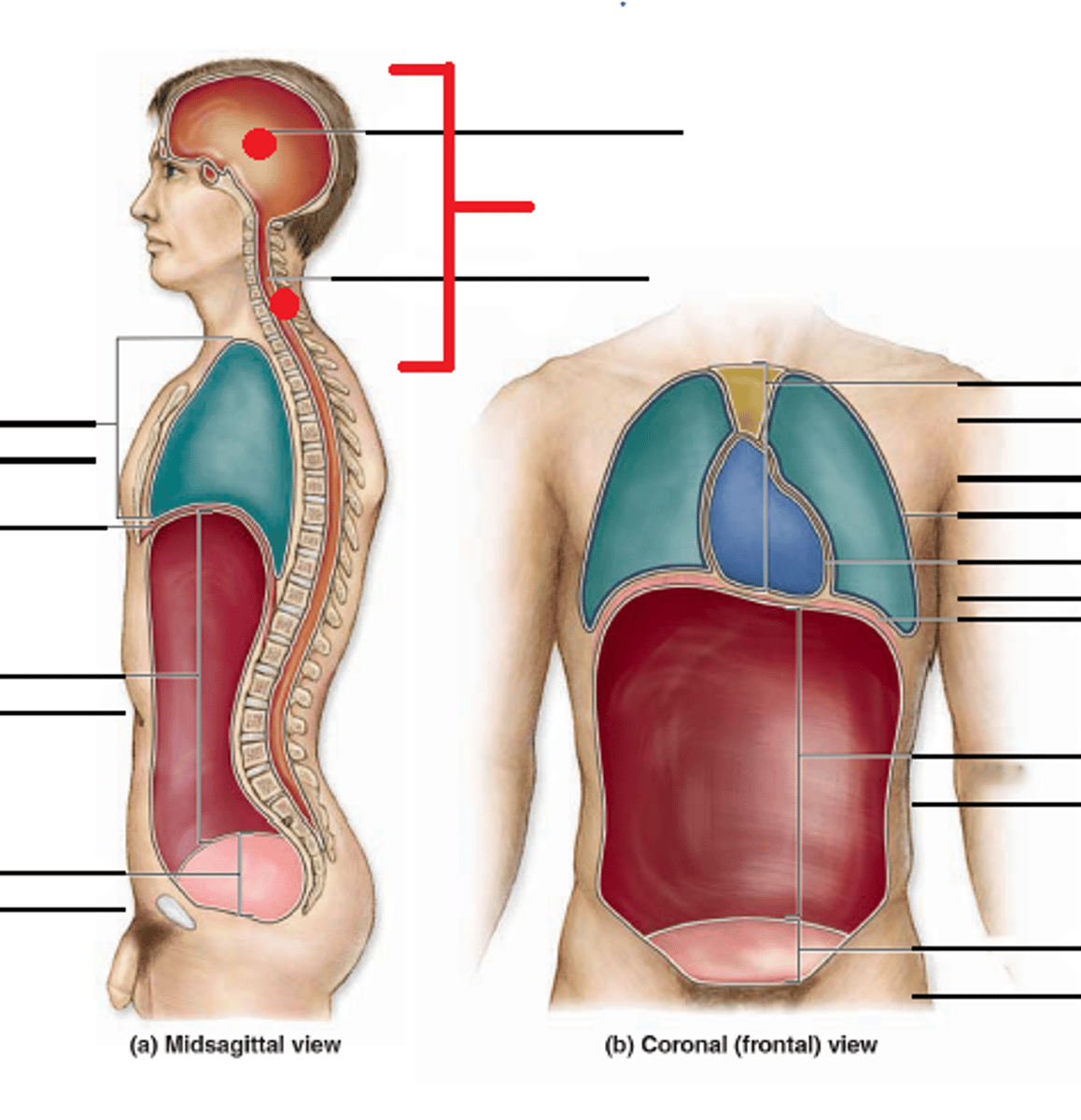 <p>Includes cranial and vertebral cavities.</p>