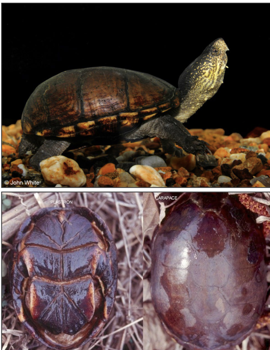 <p>tan to black carapace, brownish-</p><p>yellowish, triangular pectoral scutes;</p><p>11 marginal scutes; hinged plastron</p><p><strong>k shaped plastron near head </strong>(belly)</p><p><strong>dist:</strong> W and C KY</p><p></p>