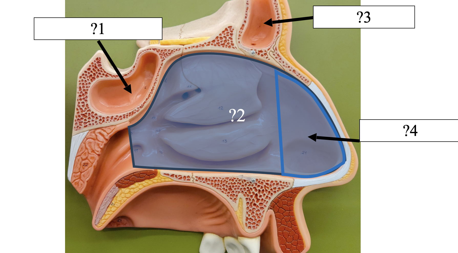 <p>4 Name the region?</p>