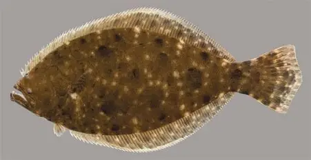 <p>What fish is this</p>