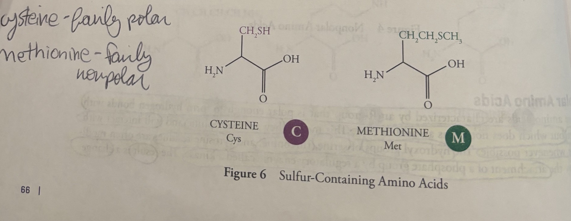 <p><u>Sulfur-containing Amino Acids</u></p><p>Amino Acids with <strong>sulfur</strong>-<strong>containing side chains </strong>include </p><ol><li><p><strong>cysteine </strong>(Cys, C)</p></li><li><p><strong>methionine</strong> (Met, M) </p></li></ol><p><strong>Cysteine</strong>, which contains a <strong>thiol </strong>(also called sulfhydryl) like an alcohol that has an S atom instead of an O atom), is <strong>fairly polar</strong>, and <strong>methionine</strong>, which contains a <strong>thioether </strong>(like an ether that has an S atom instead of an O atom), is <strong>fairly nonpolar</strong>. </p><p></p>