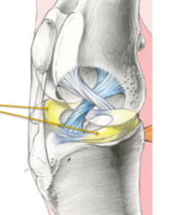<p>Fibrocartilage that help in the adaptation of articular surfaces</p>