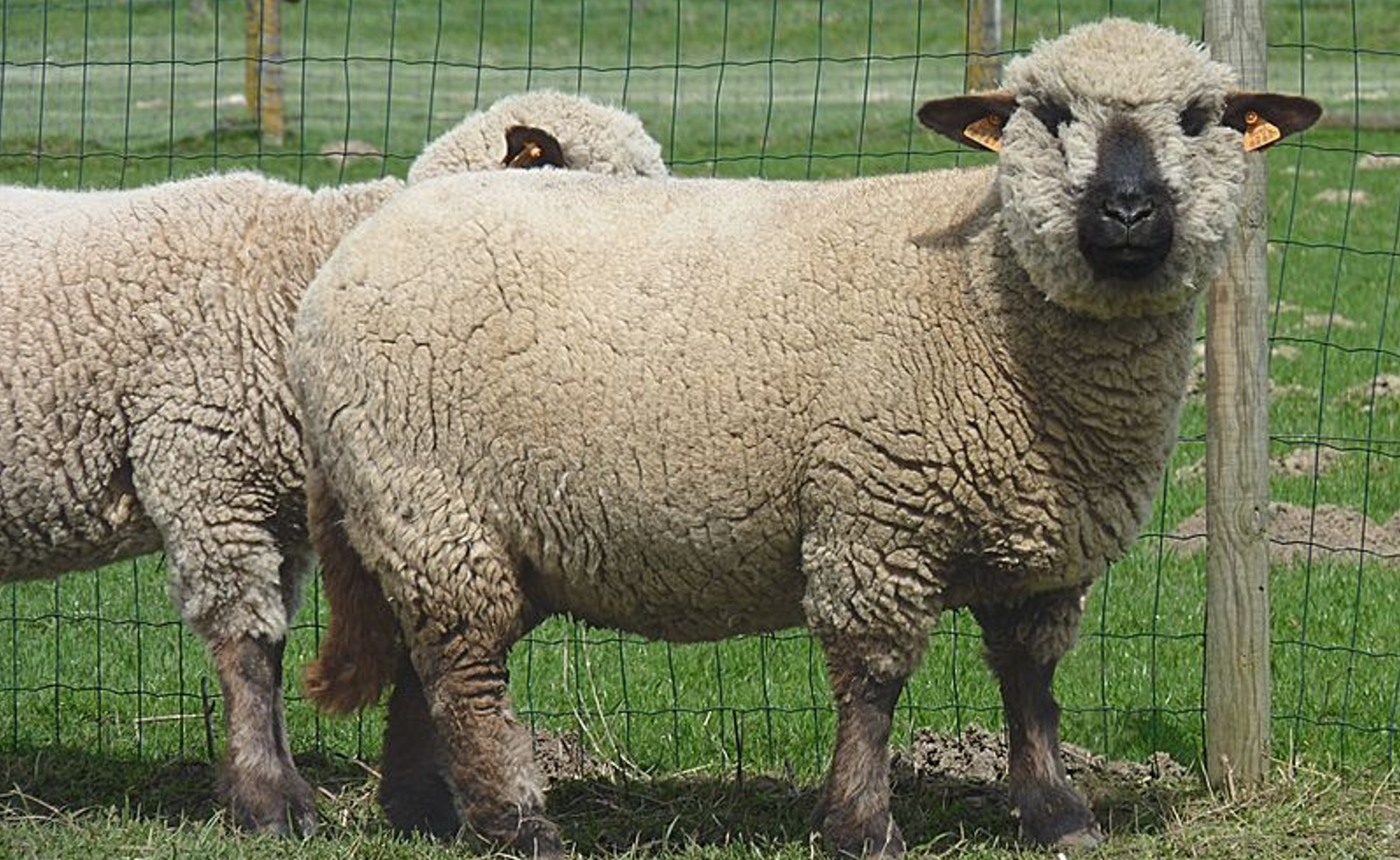 <p>benoem het schappenras op de afbeelding</p>