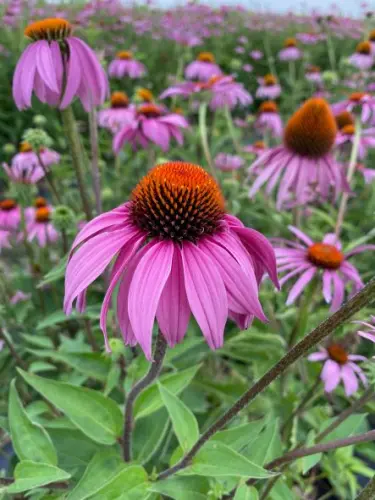 <p>related to black-eyed susan, <em>full sun, most soil</em></p>