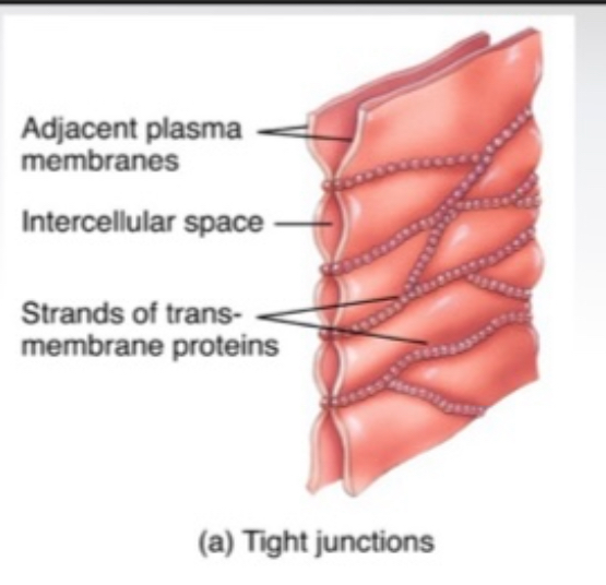 <p><span>Tight junctions</span></p><p></p>