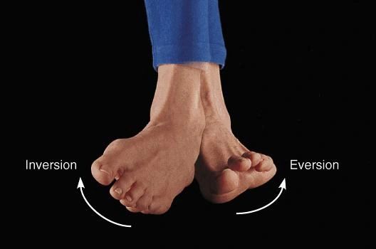 <p>inversion + eversion</p>