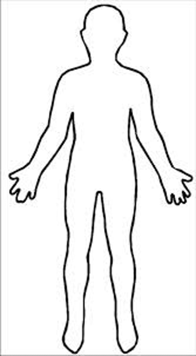 <p>A person</p>
