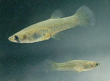 <p>Live bearers. Small and of a dull grey coloring, with a large abdomen, and have rounded dorsal and caudal fins and an upturned mouth.Sexual dimorphism is seen; mature females reach a maximum overall length of 7 cm (2.8 in)</p>