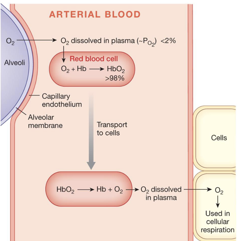<ul><li><p>when O2 leaves the alveoli, <2% is dissolved in the plasma and the rest (>98%) is in the form of oxyhemoglobin</p></li><li><p>when the oxyhemoglobin comes into contact with tissues that need it, the O2 separates from the hemoglobin, is dissolved in the plasma, and diffuses into the cell for cellular respiration</p></li></ul><p></p>