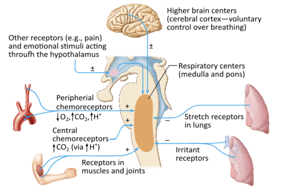 <p><span>Which of the following stimuli is the </span><em>most</em><span> powerful respiratory stimulant to increase respiration?</span></p><table style="min-width: 25px;"><colgroup><col style="min-width: 25px;"></colgroup><tbody><tr><td colspan="1" rowspan="1" style="margin: 0px; padding: 0.3em; position: relative;"><p>an increase in blood pH &nbsp; &nbsp; &nbsp; &nbsp;</p></td></tr><tr><td colspan="1" rowspan="1" style="margin: 0px; padding: 0.3em; position: relative;"><p>rising carbon dioxide levels &nbsp; &nbsp; &nbsp; &nbsp;</p></td></tr><tr><td colspan="1" rowspan="1" style="margin: 0px; padding: 0.3em; position: relative;"><p>reduced oxygen levels &nbsp; &nbsp; &nbsp; &nbsp;</p></td></tr><tr><td colspan="1" rowspan="1" style="margin: 0px; padding: 0.3em; position: relative;"><p>arterial pH</p></td></tr></tbody></table><p></p>