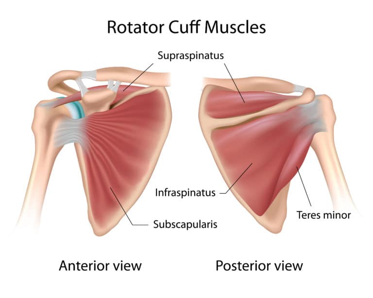 <p>A group of 4 muscles &amp; their tendons that surround the GH joint and connect the scapula to the humerus</p>