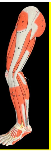 <p>Label D-S. (not all letters included alphabetically)</p>