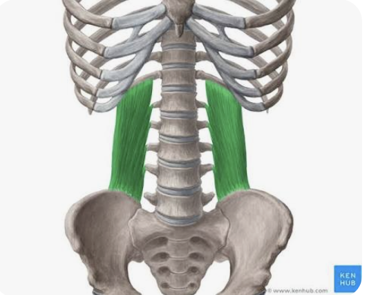 <p>O: Iliac crest</p><p>I: Transverse processes L1-L5; rib 12</p><p>A: Bilaterally → extension of the trunk - but likely primarily contributes to stability of the lumbar spine</p><p>Unilaterally → lateral flexion</p>