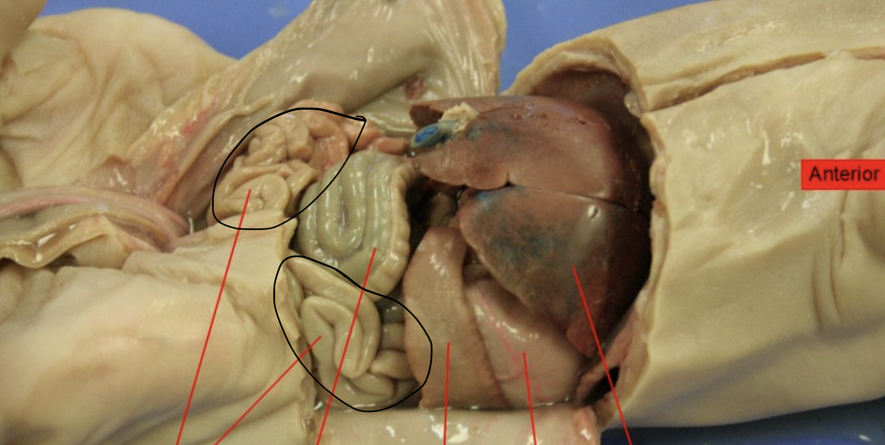 <p>Identify this Organ</p>