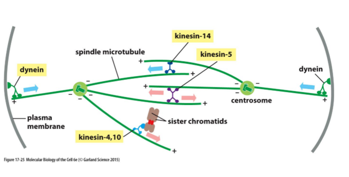 <ul><li><p>Phosphorylated by M-Cdk and other protein kinases</p></li><li><p>Drive centrosome separation</p></li></ul><p></p>
