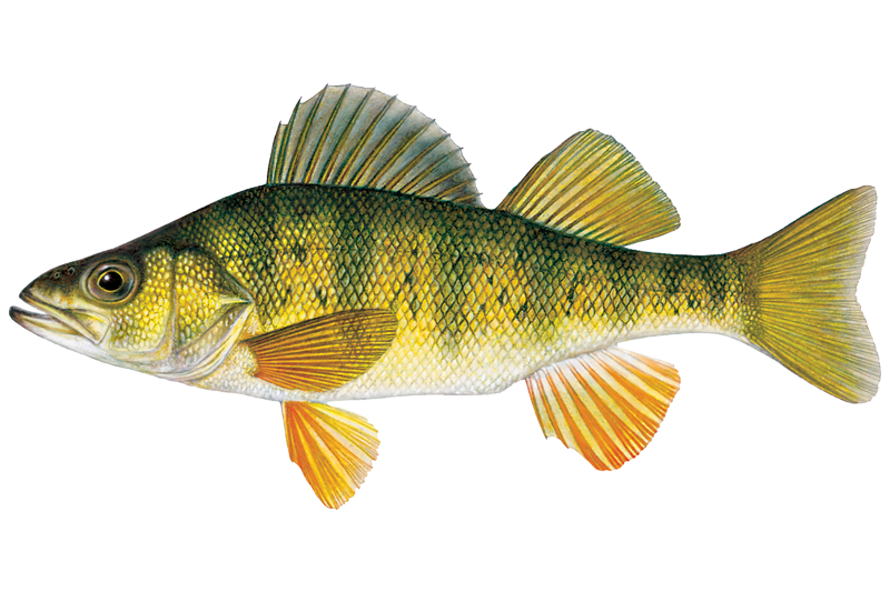 <p>perch</p>