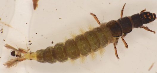 <p>The 3 thoracic segments each covered with a sclerotised plate; tufts of pale, feathery gills on underside; 2 long tufts of hairs at end of body; arches body</p>