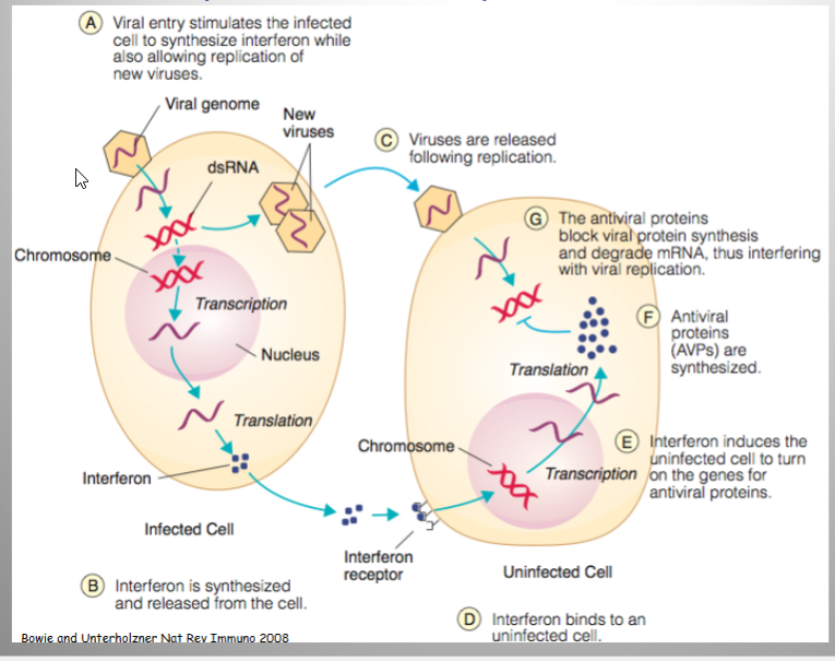 <p>A key antiviral protein activated by the antiviral state is double- stranded RNA-activated protein kinase: pkr</p>