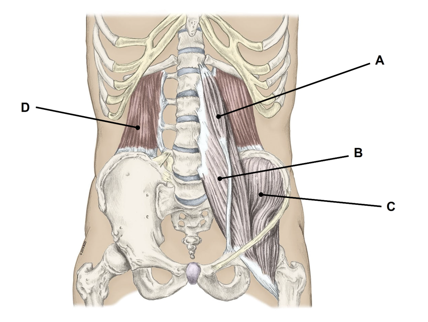 <p><span>Match the appropriate term with the landmark or structure (A-D) identified in the picture below. Flashing back to Module 5 too. Answers are used once and there are incorrect choices. NO partial credit.</span></p>