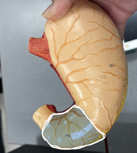 <p>Identify region</p>