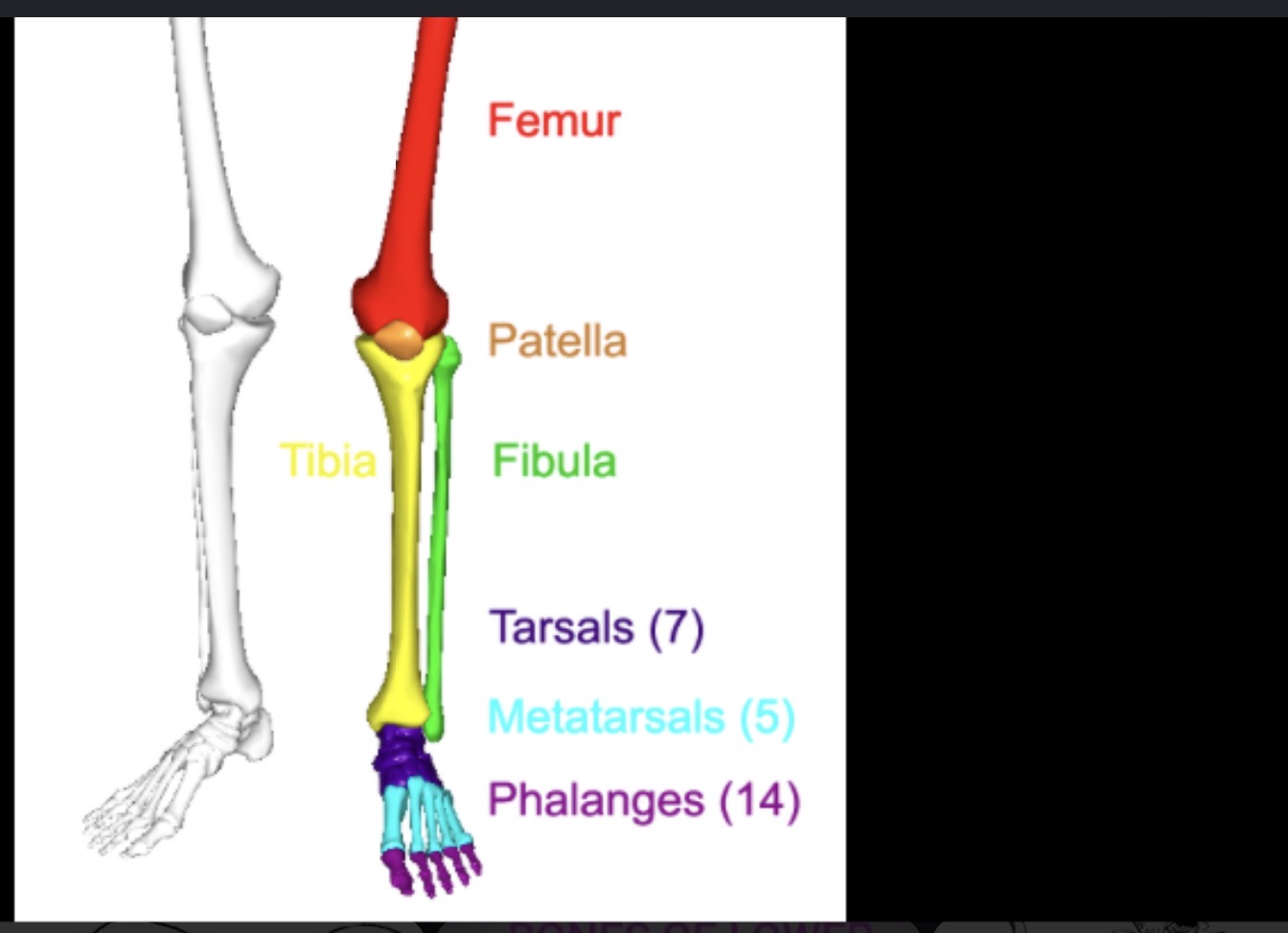 <p>Arch of foot</p>