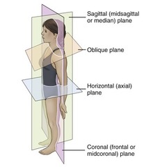 <p>sagittal, coronal, horizontal (axial), oblique</p>