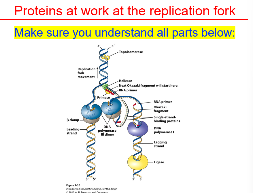 <p>Topoisomerase<br>replication fork movement<br>helicase<br>primase<br>RNA primer<br>primase<br>beta clamp<br>leading strand<br>DNA polymerase III dimer<br>lagging strand<br>ligase<br>DNA polymerase I<br>single-strand binding proteins<br>okazaki fragment</p>