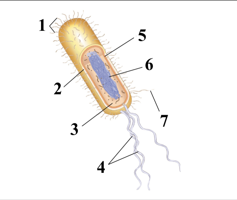 <p>What does 3 represent and its function?</p>