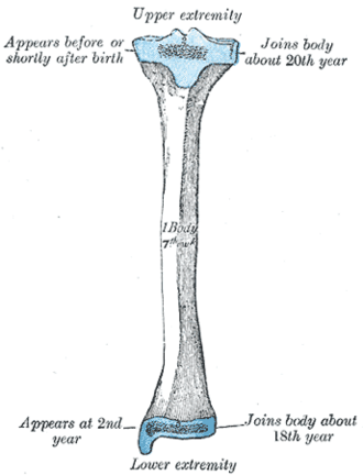 <p>Gerdys tubercle </p>