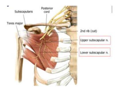 <p>Origin: inferior angle of scapula, axillary border of scapula</p>