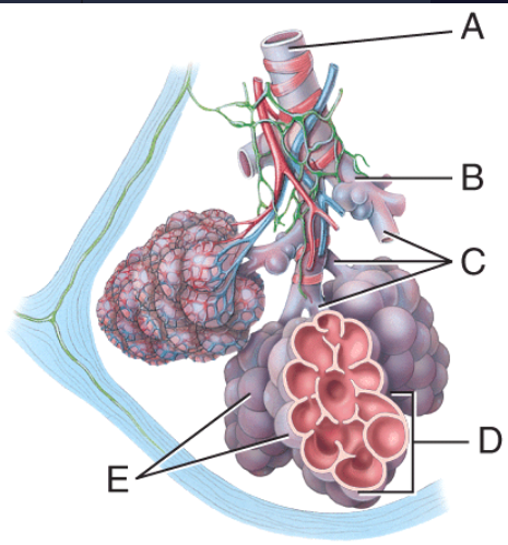 <p>What are lines C pointing to?</p><p>a) Terminal bronchiole </p><p>b) Respiratory bronchiole </p><p>c) Alveolar ducts</p><p>d) Alveolar saccule</p><p>e) Pulmonary alveoli</p>