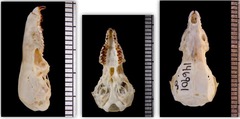 <p>How can you tell a Soricidae skull</p>