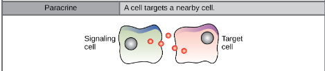 <p>ligand binds to receptors on NEARBY cells</p><p>rapidly degraded ligand ensures signal is local</p>