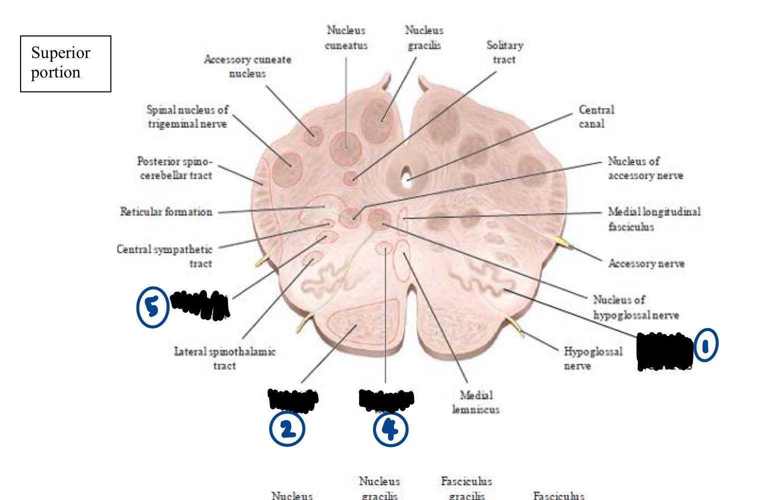 <p>Within the Medulla, what structure does #1 represent? </p>