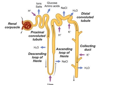 <p>Main structures</p><ul><li><p>Glomerulus</p></li><li><p>Proximal convoluted tubule</p></li><li><p>Loop of Henle</p></li><li><p>Distal convoluted tubule</p></li><li><p>Collecting duct</p></li></ul><p></p>
