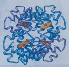 <p>Red pigment in blood (purple molecule)</p><p>Transports O2 and CO2</p>