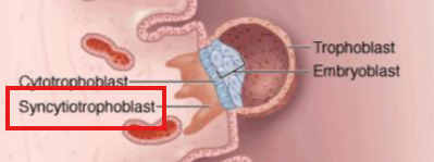 <p>Secretes enzymes to anchor blastocyst to uterine tissue</p>