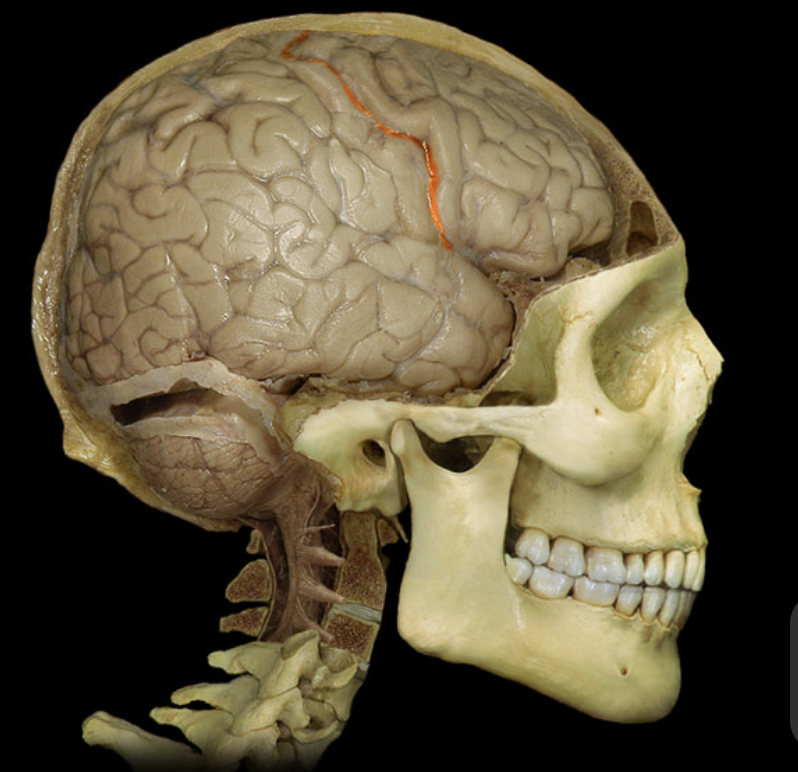 <p>What brain part is this?</p>