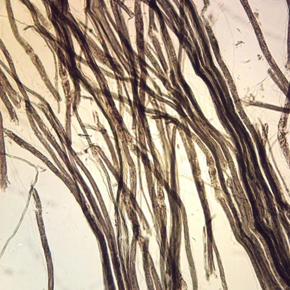 <p>What tissue is this</p>