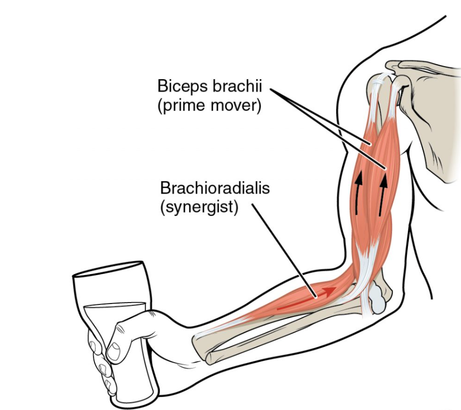 <p>T or F: synergist muscles perform the same set of joint motion as the prime agonist muscle</p>